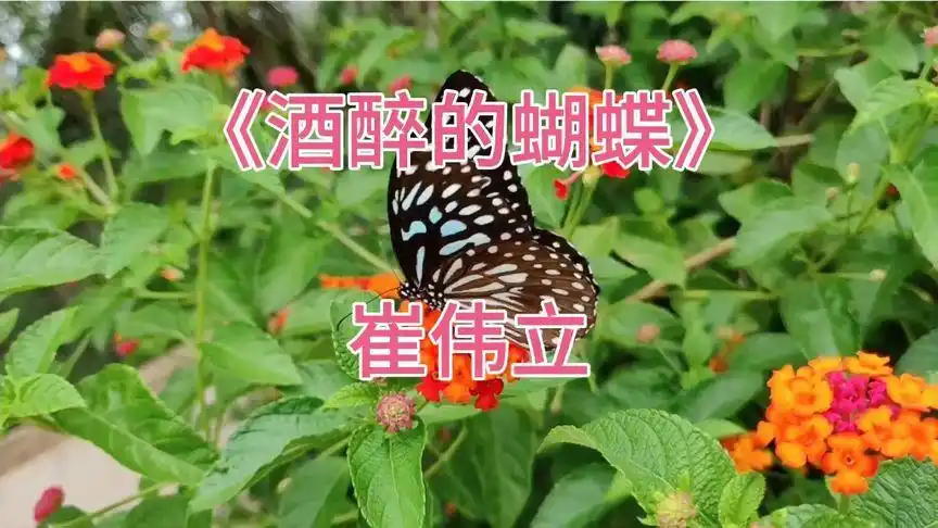 崔伟立《酒醉的蝴蝶》音乐下载_歌曲伴奏 [无损WAV/MP3/87M]-DD猫音乐网